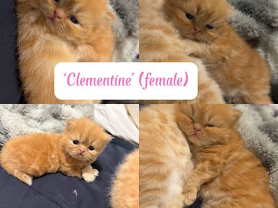 Purebred Persian Kittens