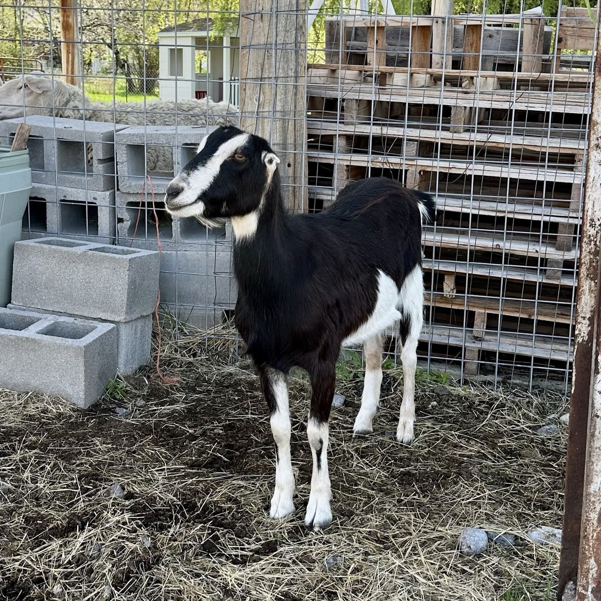 ADGA LaMancha Yearling Doe