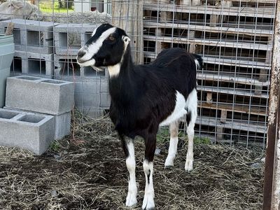 ADGA LaMancha Yearling Doe