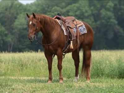 Gelding quarter horse
