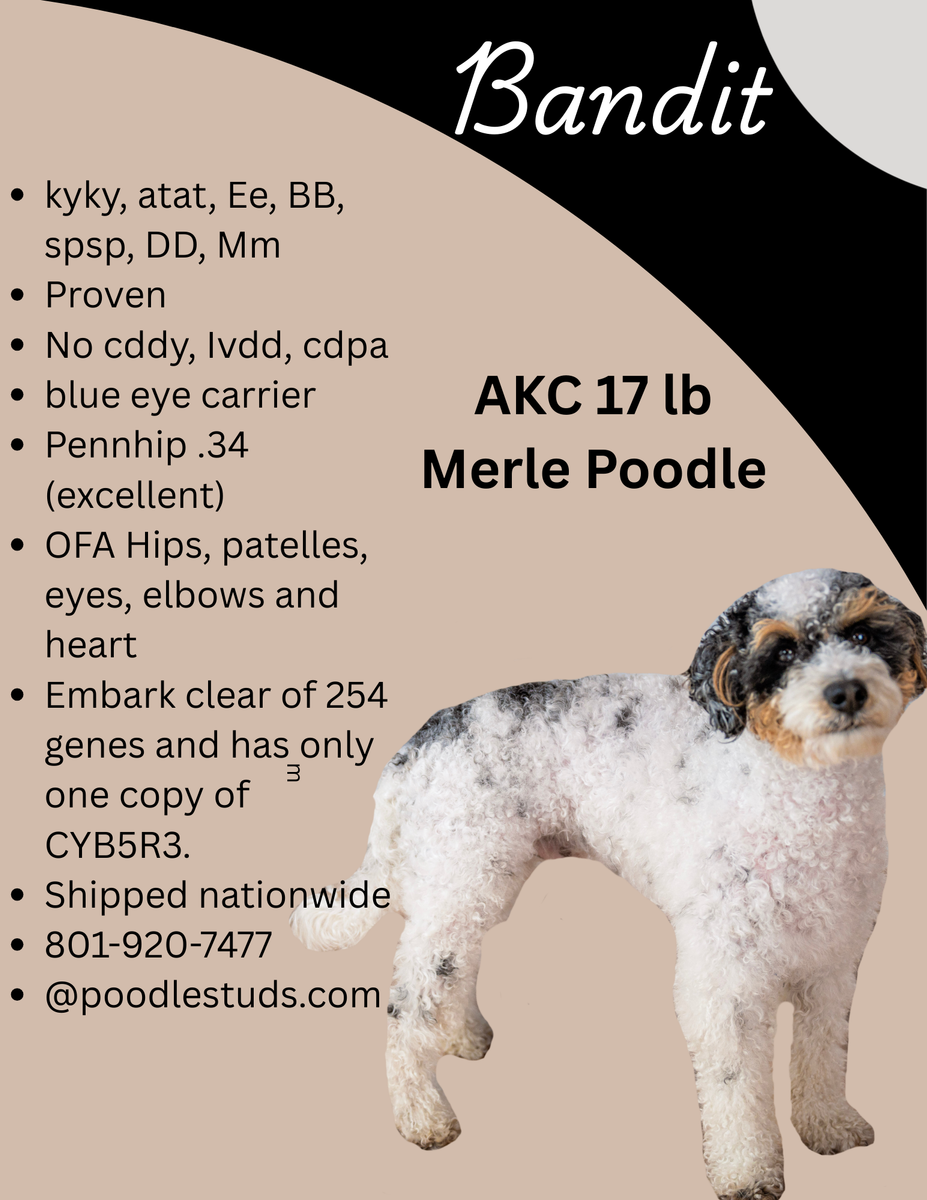 AKC 17 lbs Merle Tricolored Poodle stud