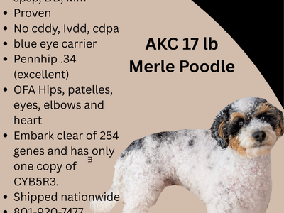 AKC 17 lbs Merle Tricolored Poodle stud
