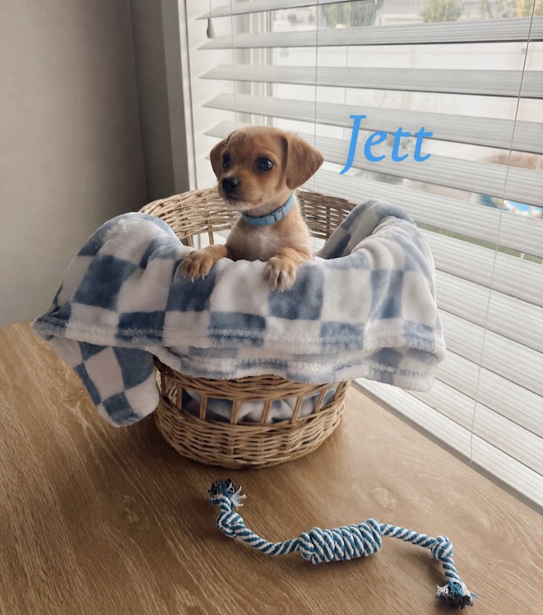 Tiny Chihuahua Mix