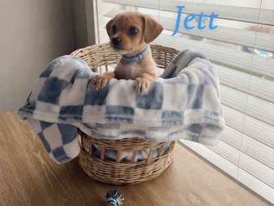 Tiny Chihuahua Mix