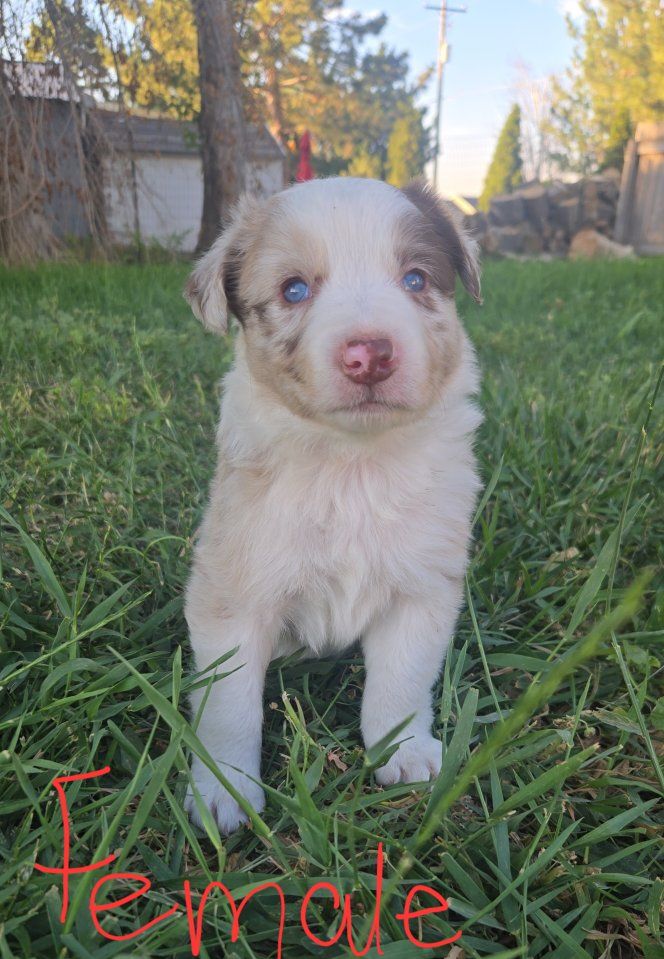 Border Collie Puppies - ABCA