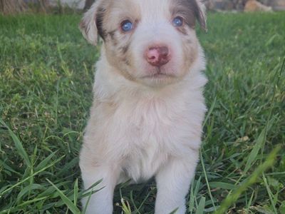 Border Collie Puppies - ABCA