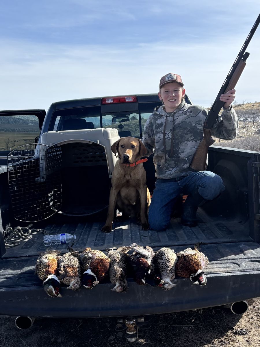 AKC red lab/Labrador retriever, hunting dog STUD ONLY