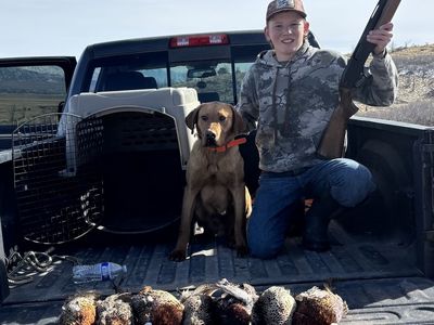 AKC red lab/Labrador retriever, hunting dog STUD ONLY