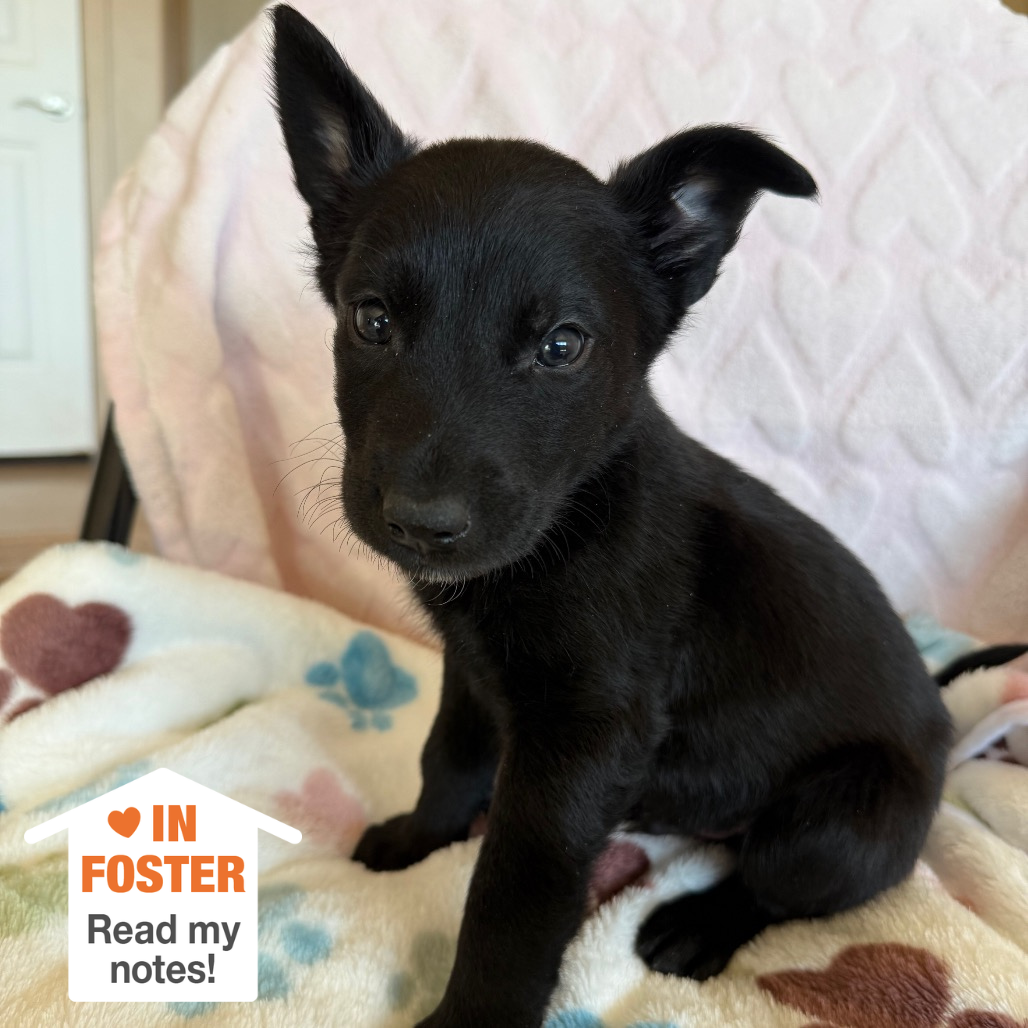 Hello my name is Q-bert