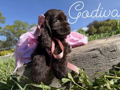 AKC cocker spaniel puppies - Champion lines