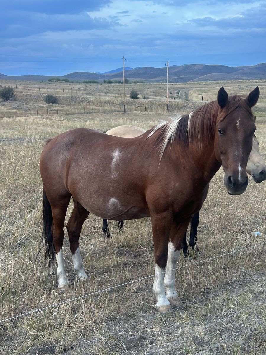 Horses for sale