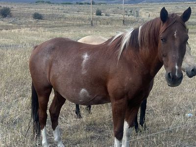 Horses for sale
