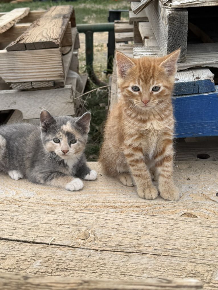 Cuddly Kittens