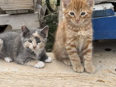 Cuddly Kittens