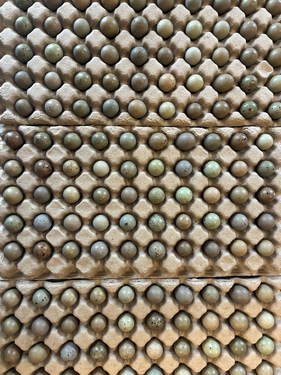 Button Quail Hatching Eggs