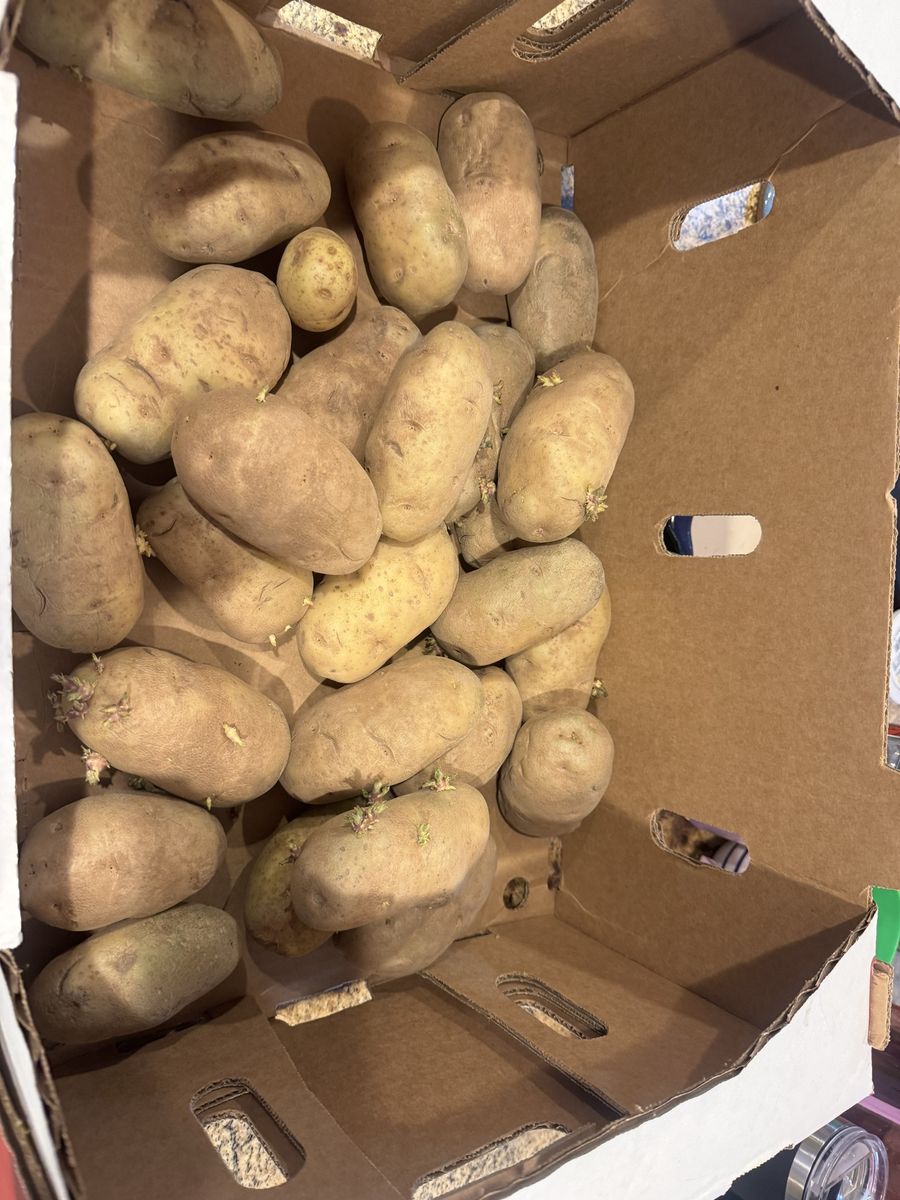 Free small box of potatoes