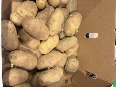Free small box of potatoes