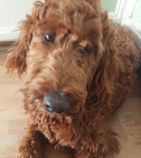 Meet Tara, Female Irish Doodle, Deep Red