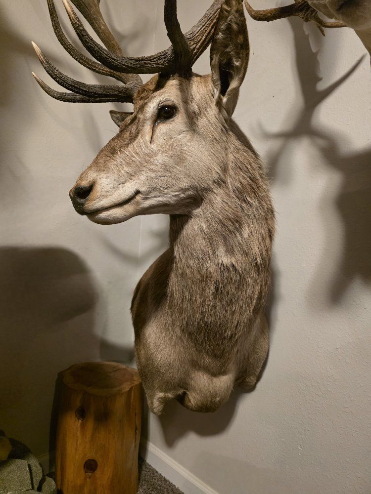 Epic Red Stag Mount