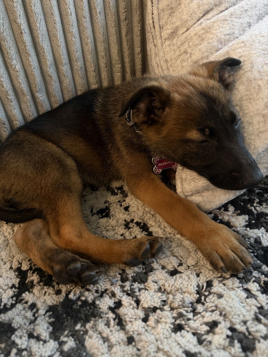 Belgian Malinois 