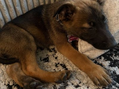 Belgian Malinois