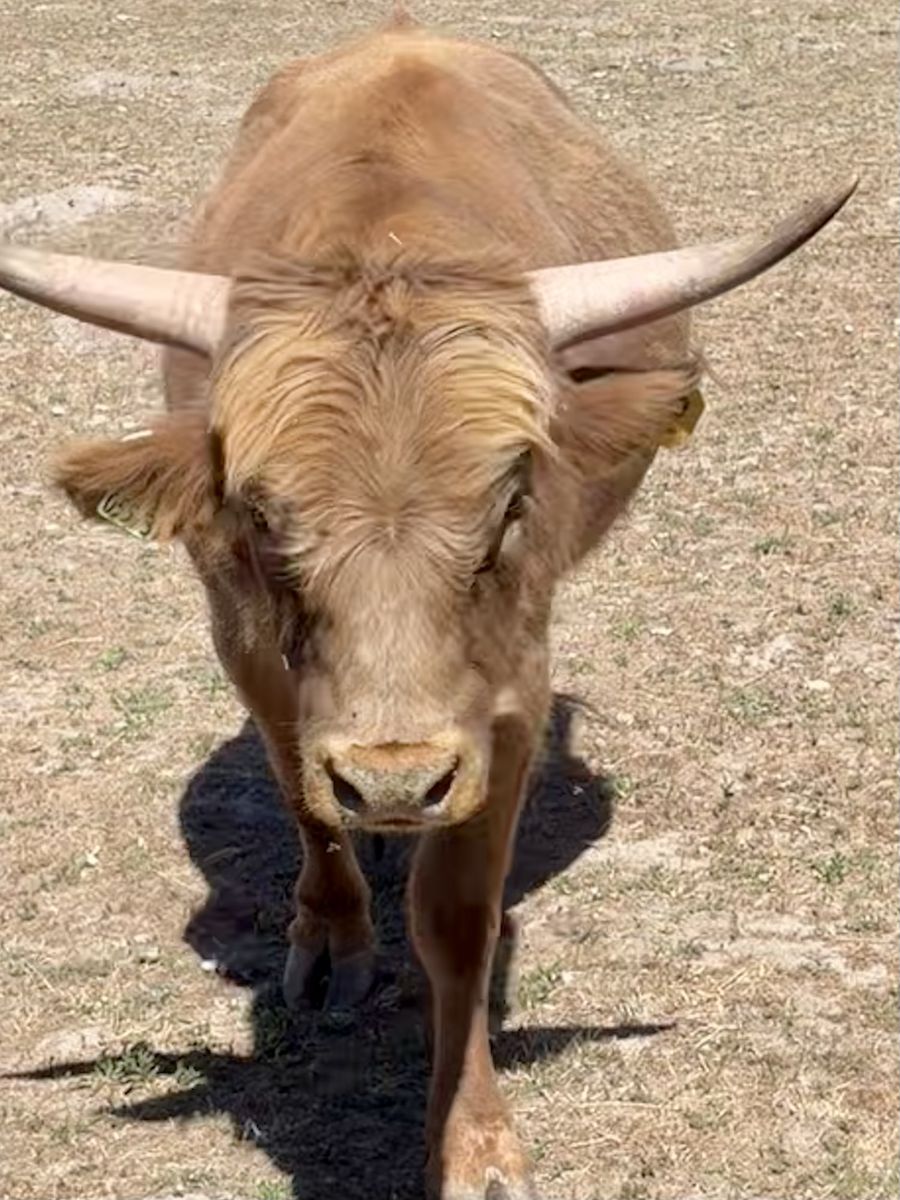 Highland bull