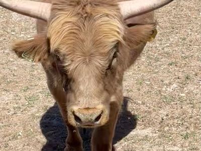 Highland bull