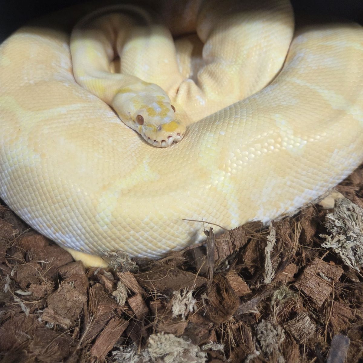 4 Adult Ball Pythons for sale