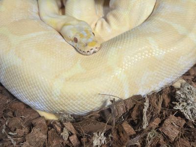 4 Adult Ball Pythons for sale