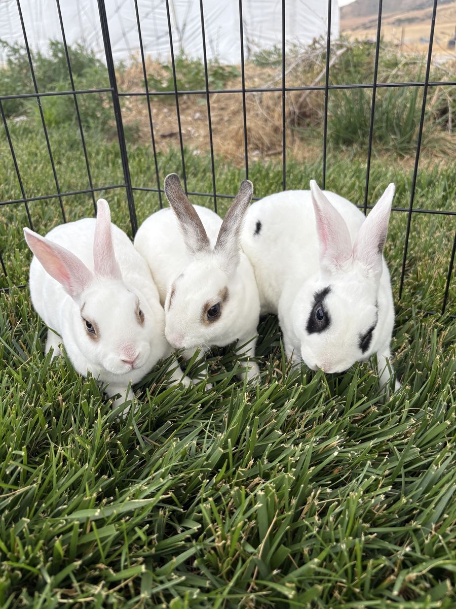 Purebred Mini Rex Does