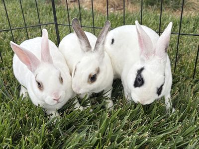 Purebred Mini Rex Does