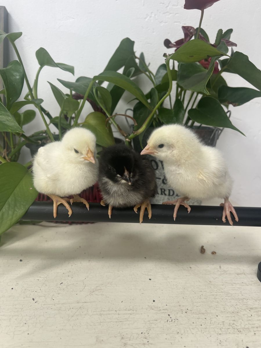 Baby Chickens