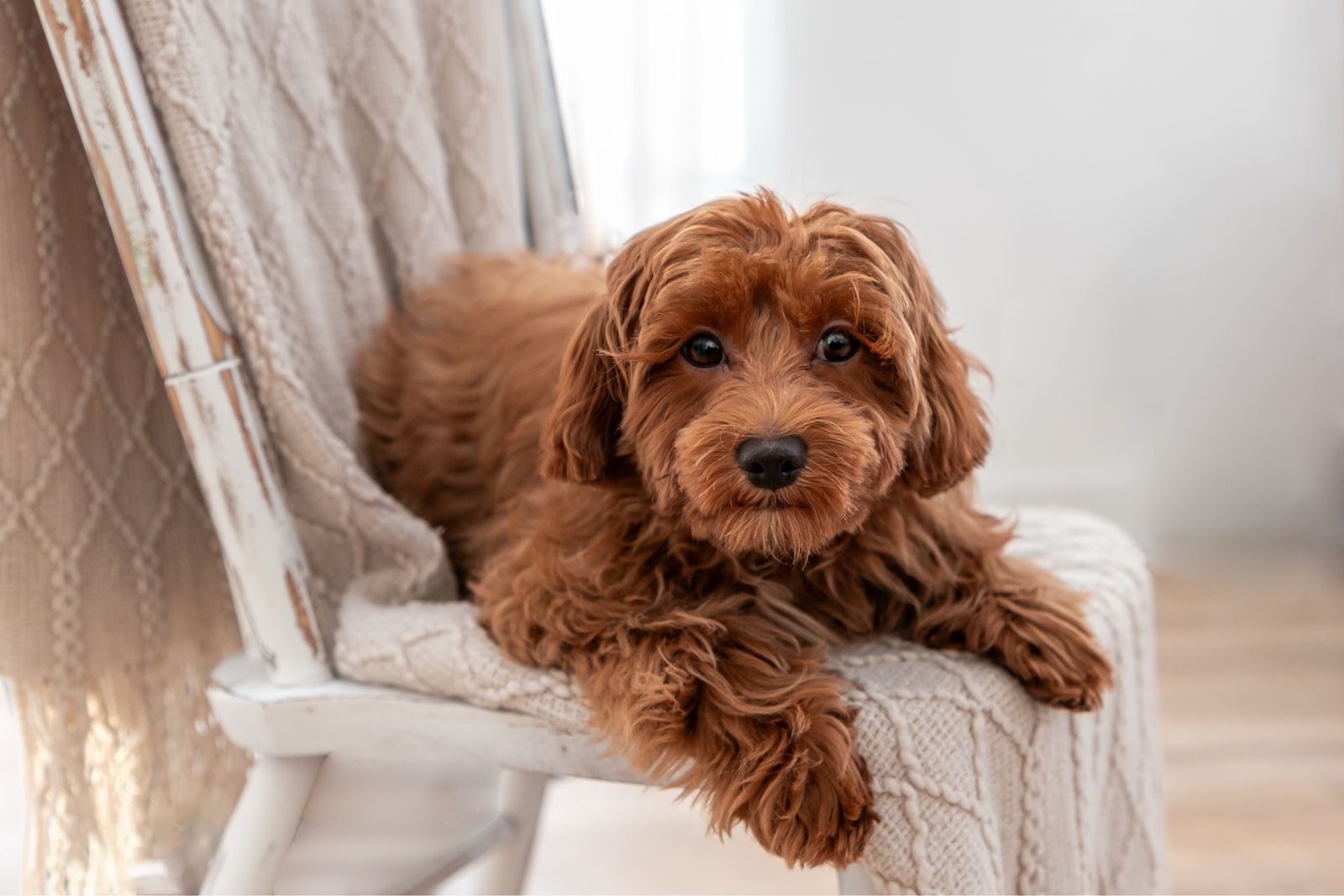 9lb F1b Cavapoo Fully Furnished