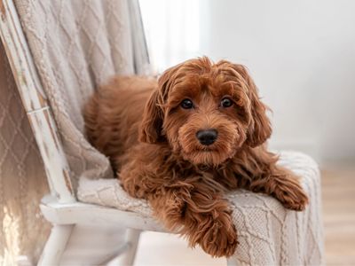 9lb F1b Cavapoo Fully Furnished