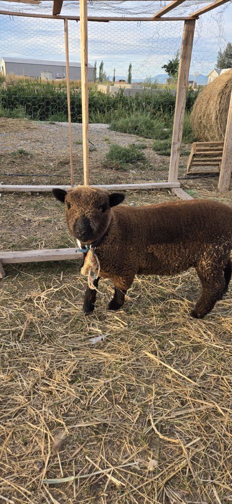babydoll sheep