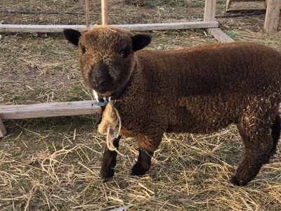 babydoll sheep