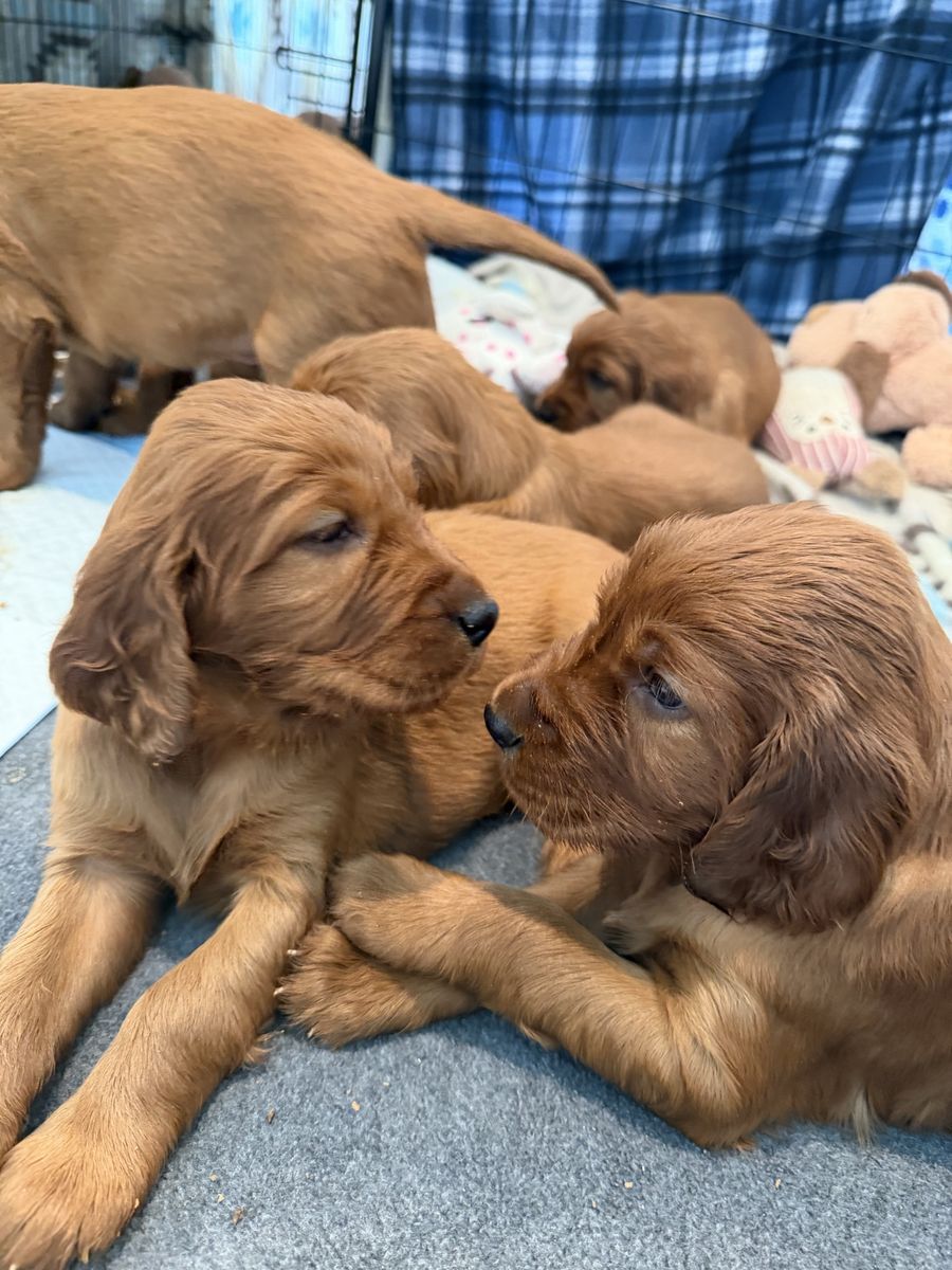 Irish Setter Puppies Are HERE!! - One Left!