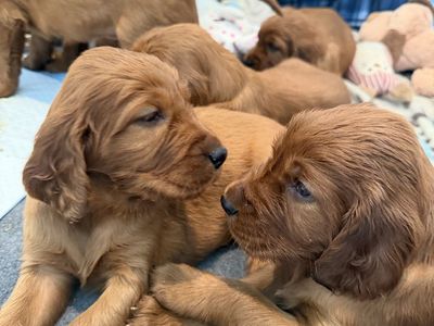 Irish Setter Puppies Are HERE!! - One Left!