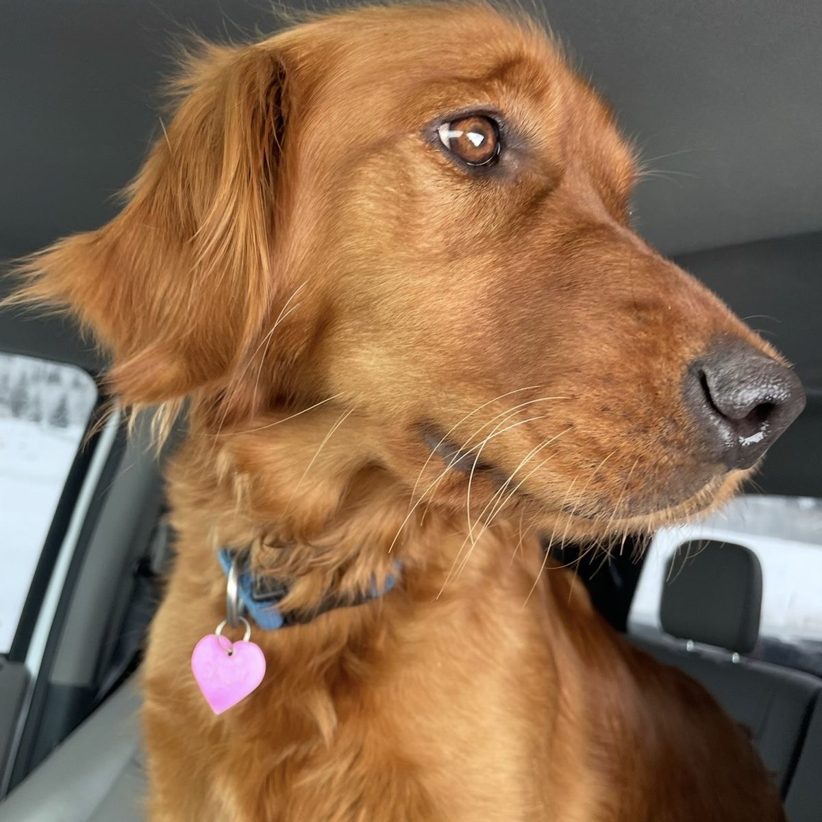 Beautiful Fun 6yr Old Golden Retriver