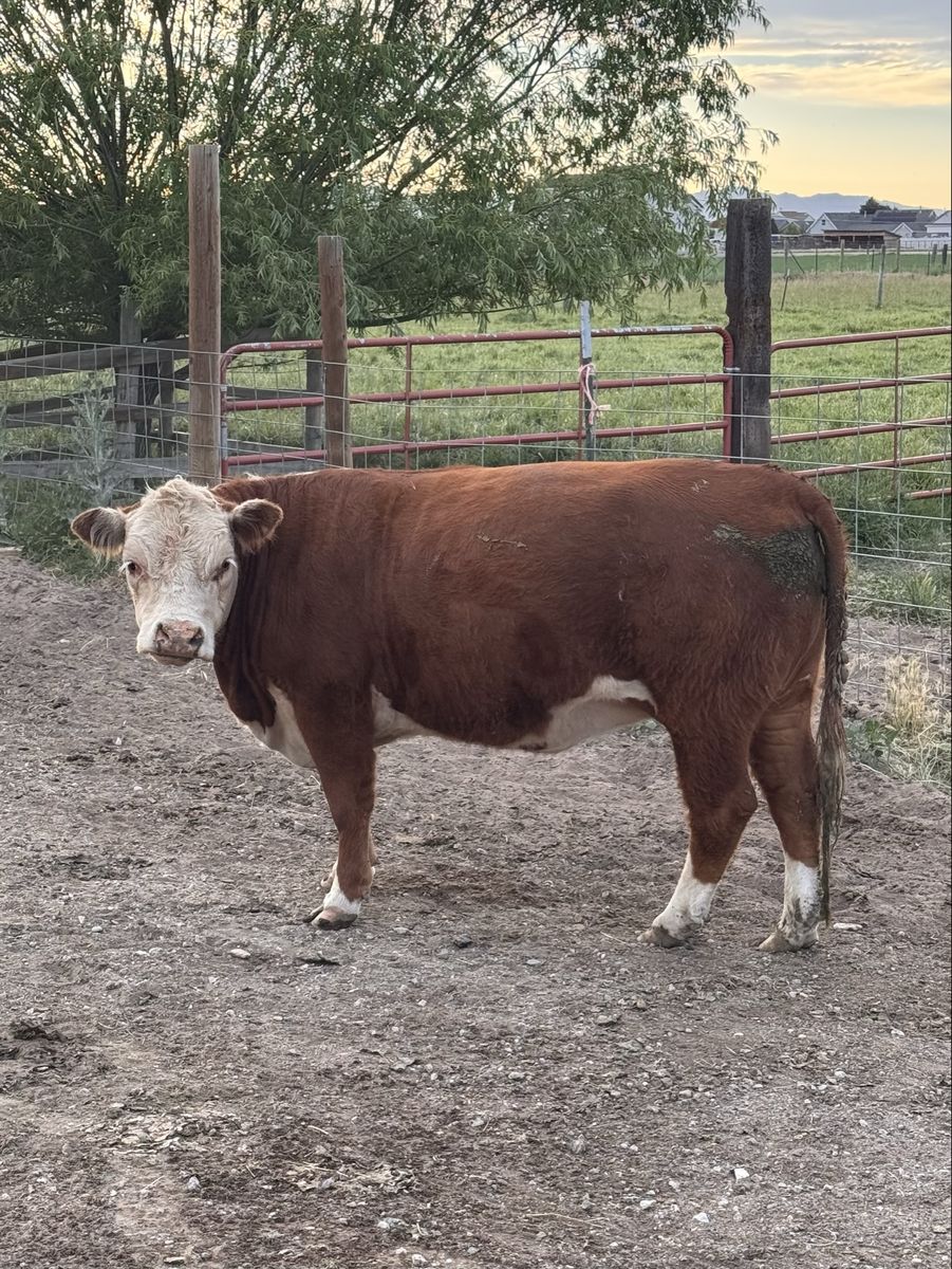 Bred, registered Mini Hereford Cow