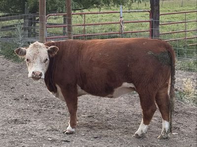 Bred, registered Mini Hereford Cow
