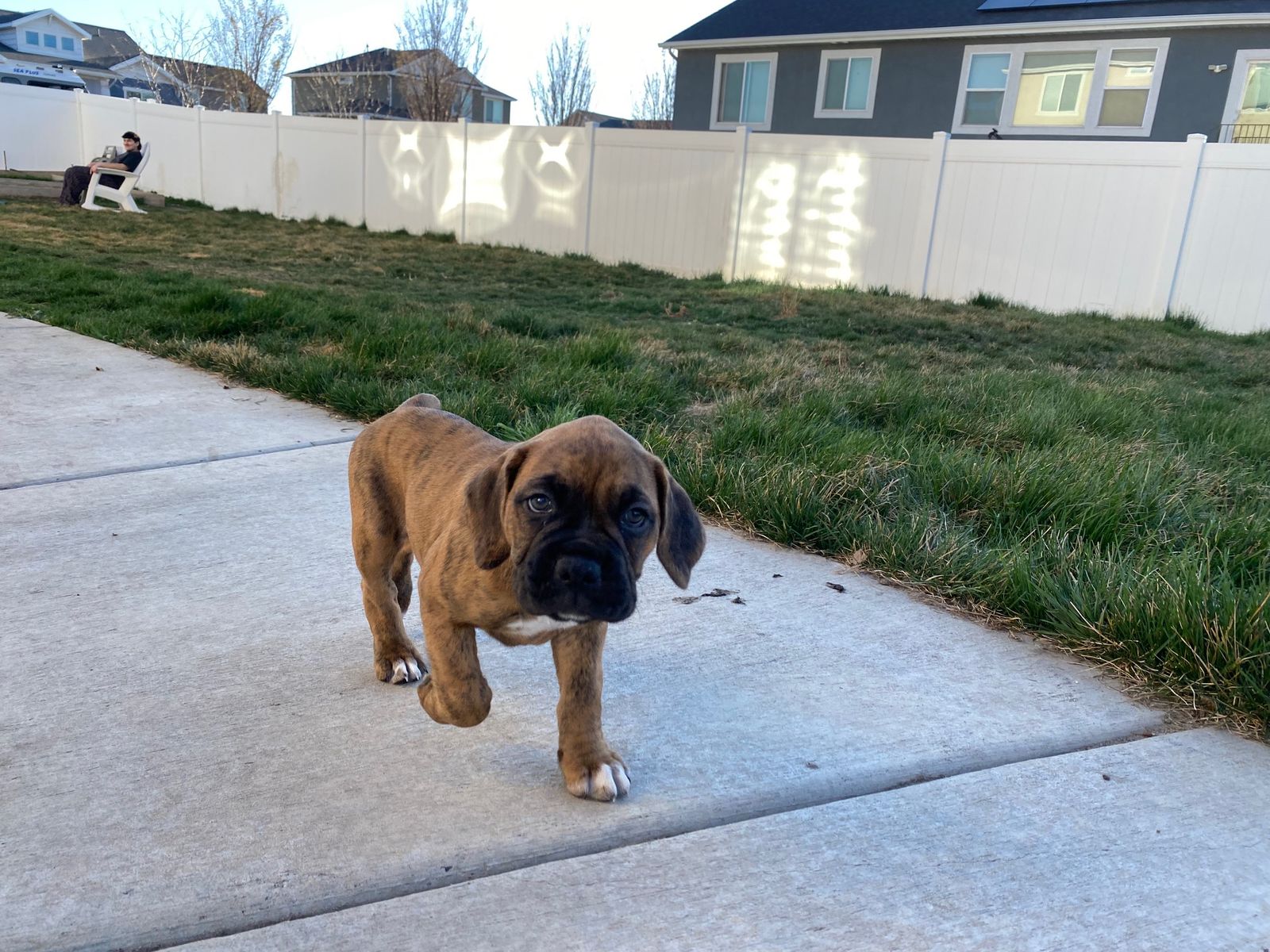 Boxer puppy's $ 799