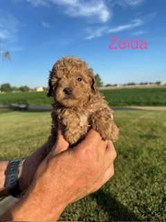 AKC Toy Poodles