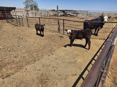 2 bull calves