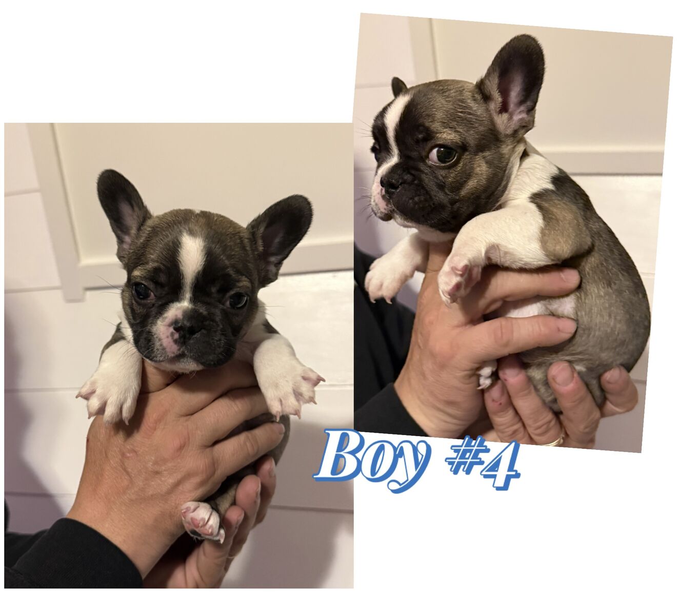 AKC Frenchie Male Puppies