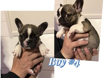 AKC Frenchie Male Puppies
