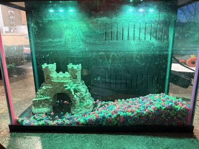 GoldFish Water Tank And Supplies