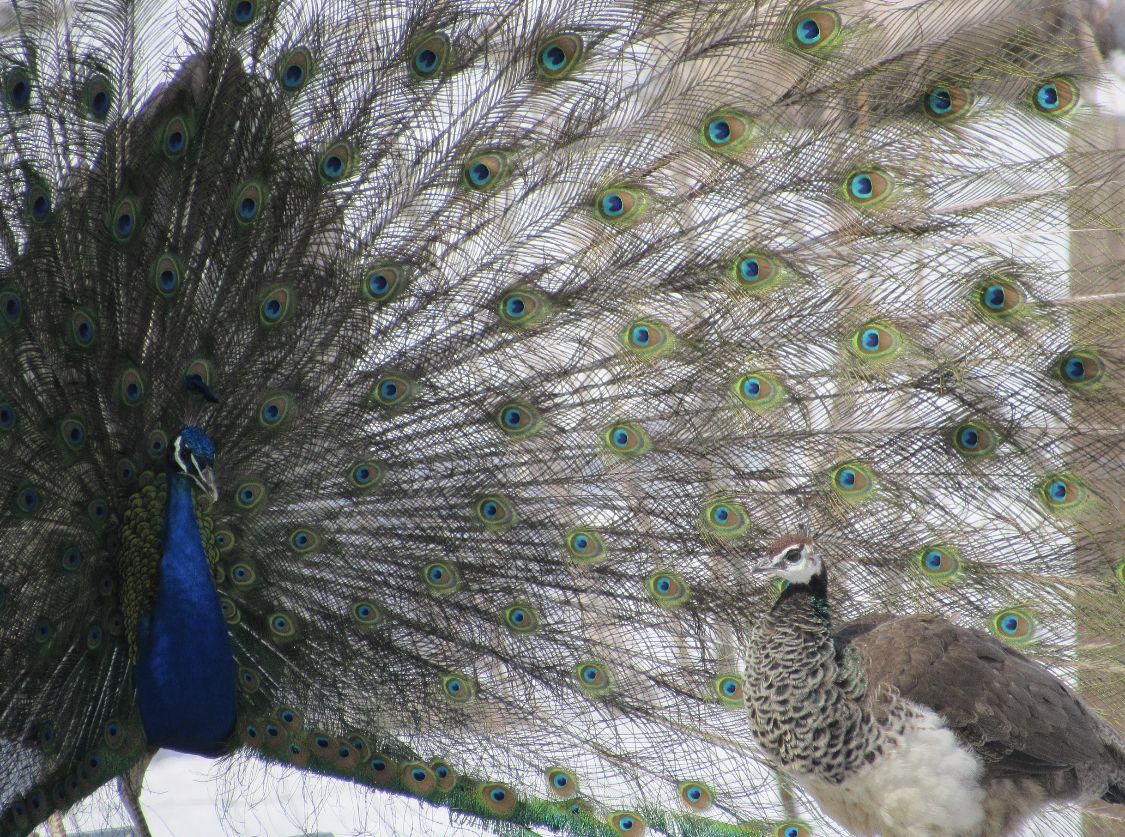 Mature Pair Of Peacocks Read Description