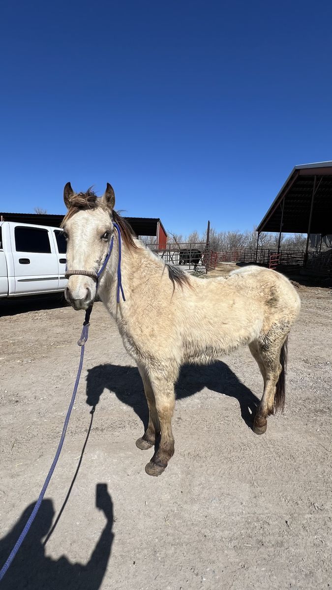 (Almost) 2 Yr Old Grade Mare