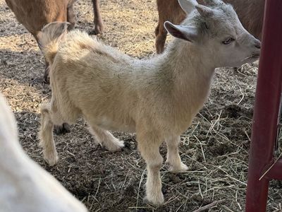 Nigerian Buckling
